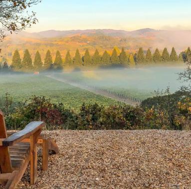 A morning view from Copain Tasting Room looking down the hill where the fog is hovering over the vineyards.